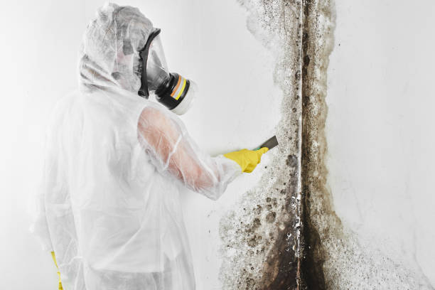 Best Commercial Mold Removal  in Salisbury, MD