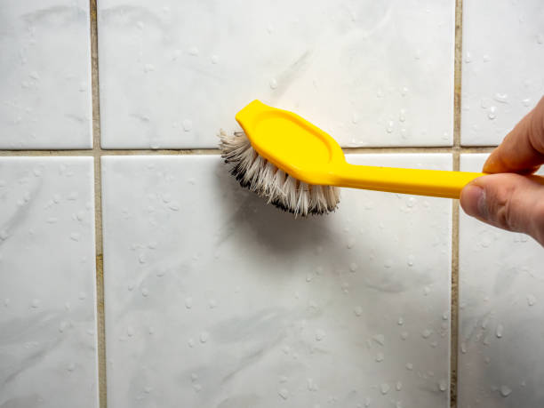 Best Mold Removal and Inspection  in Salisbury, MD