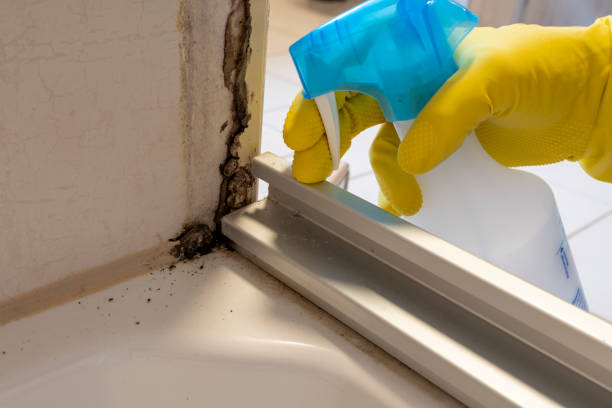 Certified Mold Removal in Salisbury, MD