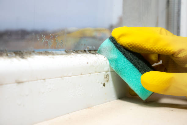 Best Residential Mold Removal  in Salisbury, MD