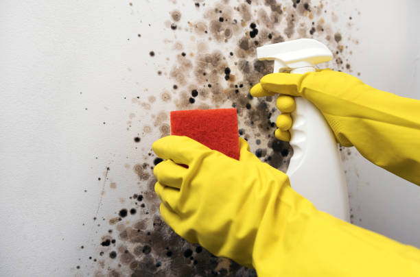Best Attic Mold Removal  in Salisbury, MD