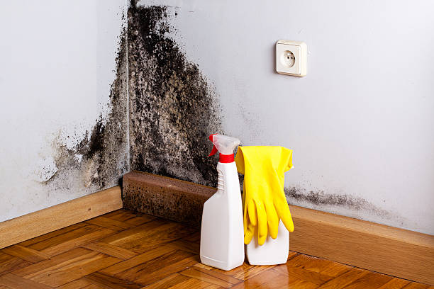 Best Certified Mold Removal  in Salisbury, MD