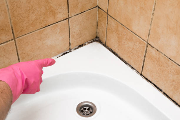 Best Toxic Mold Removal  in Salisbury, MD