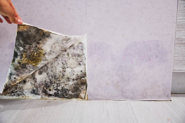 Best Affordable Mold Removal  in Salisbury, MD